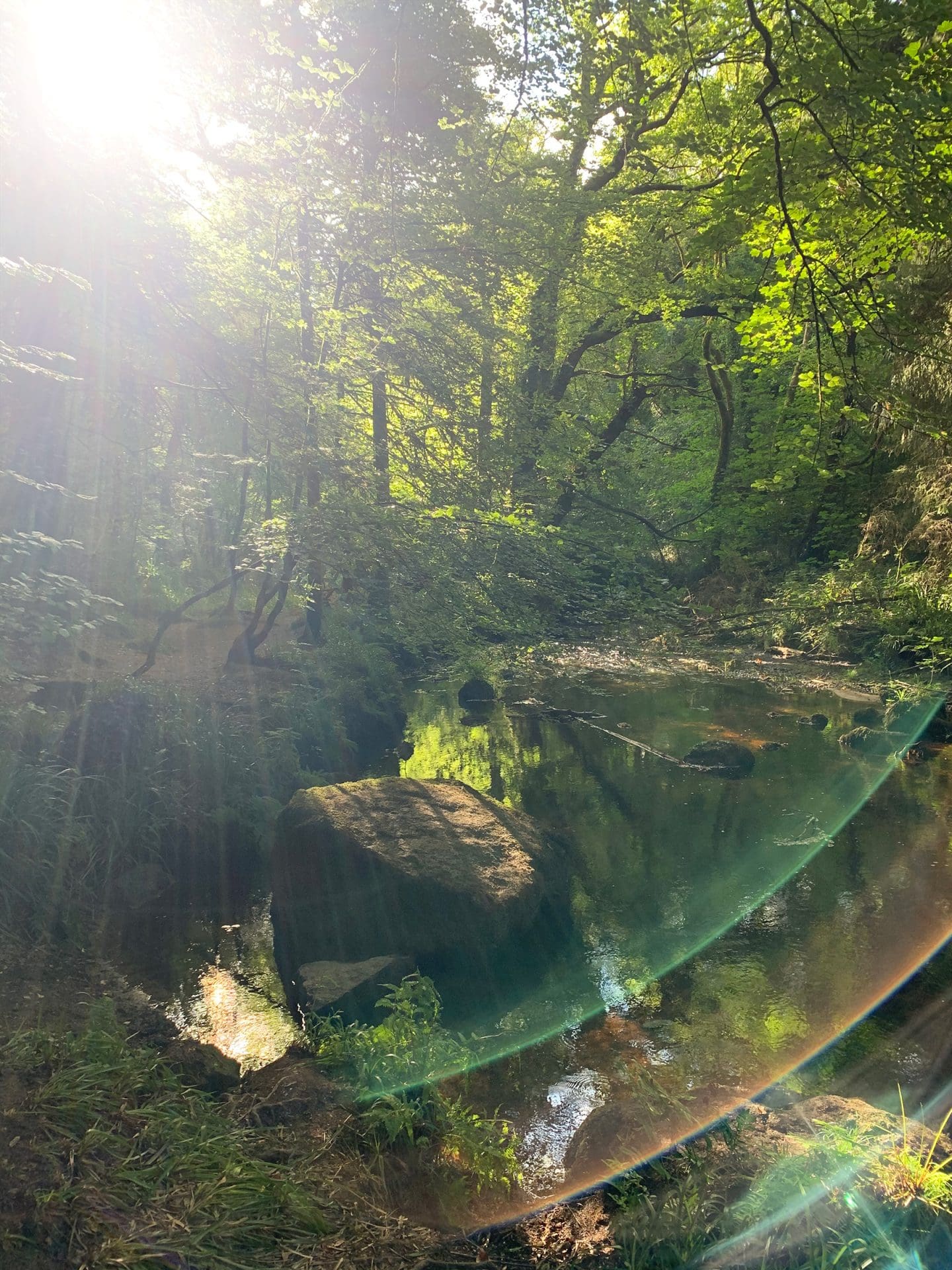 Sun through a forest